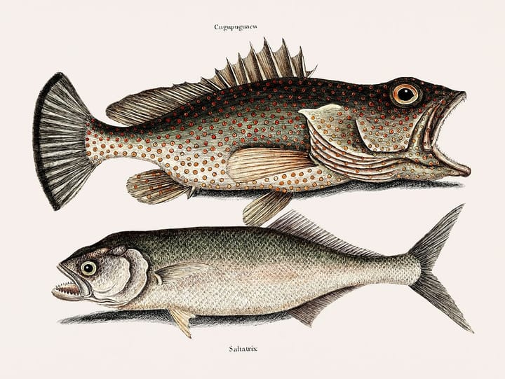 Color drawing of 2 kind of fish.